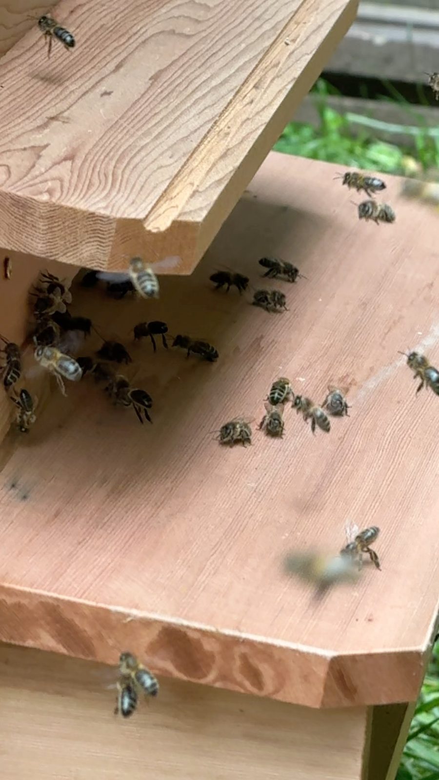 Honey bees on the landing board