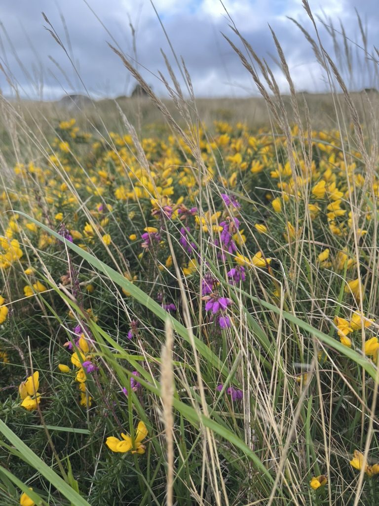 Gorse and bell heather on Dartmoor