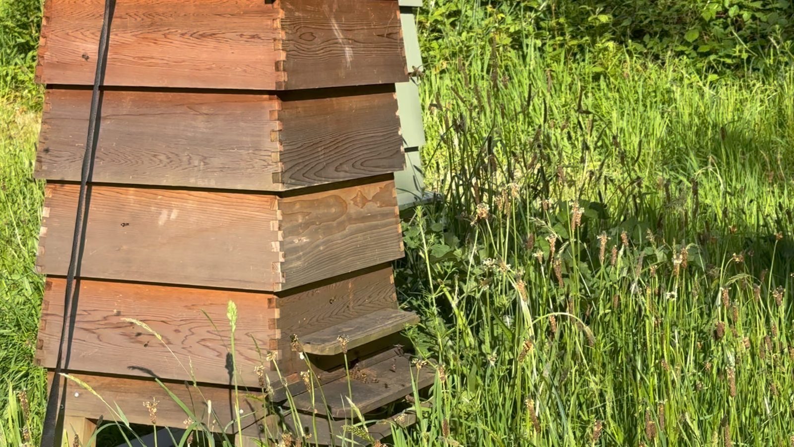 A cedar hive in evening sunlight
