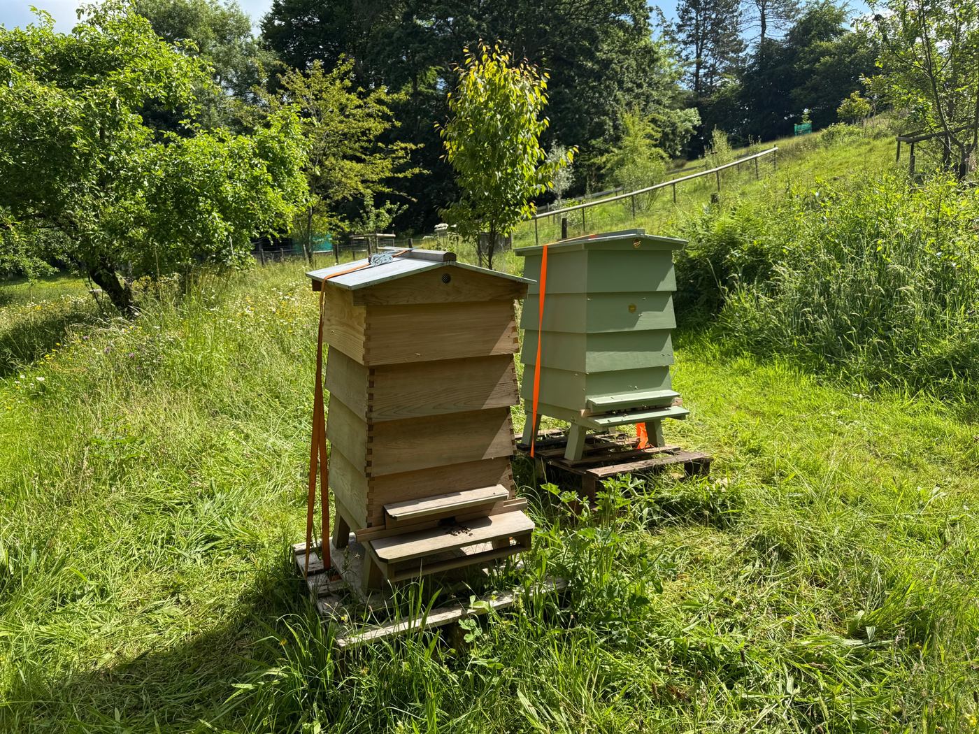 Two hives in a wildflower meadow in Peter Tavy
